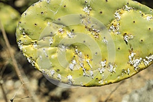 Closeup on dying Prickly cactus  also named Cactus Pear, Nopal, higuera, palera, tuna, chumbera infested with cochineal scale in photo