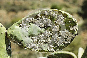 Closeup on dying Prickly cactus  also named Cactus Pear, Nopal, higuera, palera, tuna, chumbera infested with cochineal scale in photo