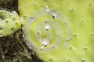 Closeup on dying Prickly cactus  also named Cactus Pear, Nopal, higuera, palera, tuna, chumbera infested with cochineal scale in photo