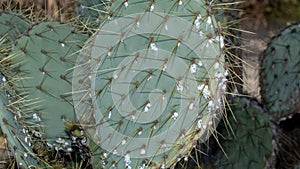 Prickly cactus infested with scale insects