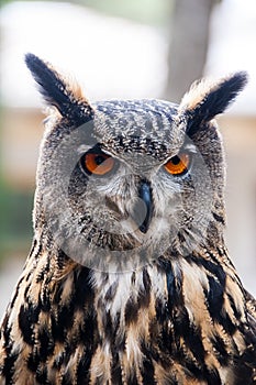 Closeup of eagle owl head