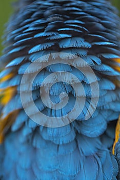 Closeup macaw feathers for background