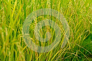 Closeup ear of paddy, jasmine rice, in the field