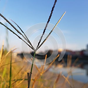 Closeup of ear of weed facing canal