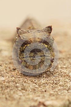 Closeup on an eared leafhopper, Ledra aurita, sitting on stone