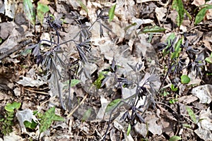 Closeup of Early Blue Cohosh (Caulophyllum giganteum) along hiking trail at Copeland Forest