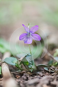 CloseUp Early Dog Violet, Spring Flower Motive