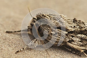 Closeup on an Early Grey owlet moth, Xylocampa areola sitting is