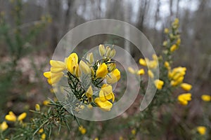 Closeup on the early yellow blossoming Common gorse, Ulex europaeus, shrubs