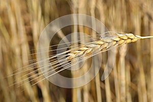 Closeup of ears of golden wheat on the field.