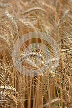 Closeup of ears of golden wheat on the field.