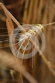 Closeup of ears of golden wheat on the field.