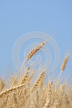 Closeup of ears of golden wheat on the field.