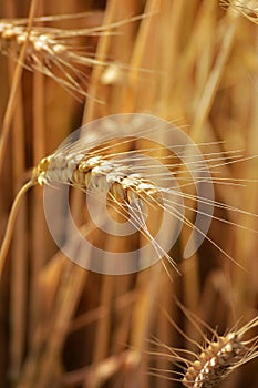 Closeup of ears of golden wheat on the field.