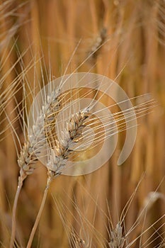 Closeup of ears of golden wheat on the field.