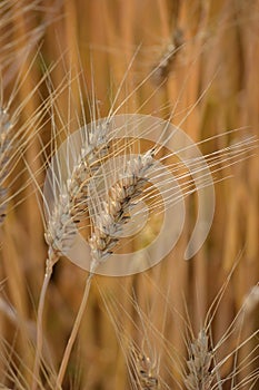 Closeup of ears of golden wheat on the field.