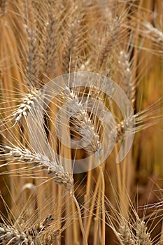 Closeup of ears of golden wheat on the field.