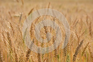 Closeup of ears of golden wheat on the field.