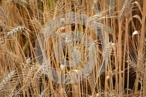 Closeup of ears of golden wheat on the field.