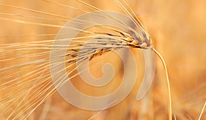 Closeup of ears of golden wheat on the field