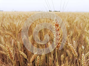 Closeup ears of ripe golden wheat. In the background a field of grain, horizon and a sky