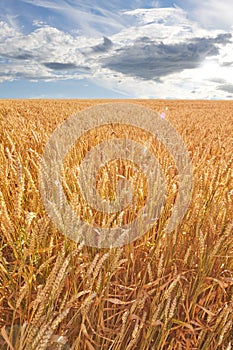 Closeup of ears of wheat growing in countryside farm for harvest during day. Scenic landscape of vibrant golden stalks