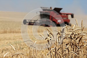 Closeup ears of wheat with red combine harvester