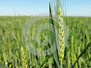 Closeup ears of young green wheat. In the background a field of grain, horizon and a blue sky