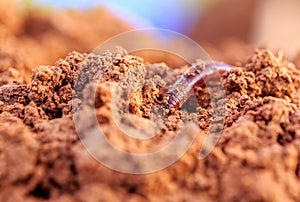 Closeup of an earthworm