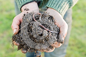Closeup of Earthworm on a Heap of Compost on Hands