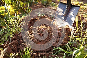 Closeup of earthworms in topsoil in garden with spade summer photo