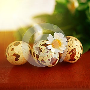 Closeup of Easter bird eggs
