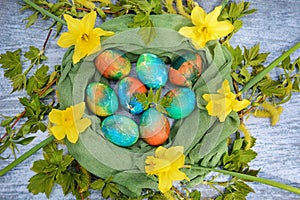 Closeup of Easter eggs in a decorative nest made of green branches, yellow daffodils and a green napkin on a blue