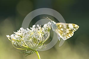 Eastern Bath white, Pontia edusa, butterfly photo