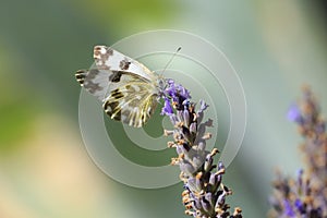 Eastern Bath white, Pontia edusa, butterfly feeding on Lavender photo