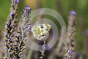 Eastern Bath white, Pontia edusa, butterfly feeding on Lavender photo