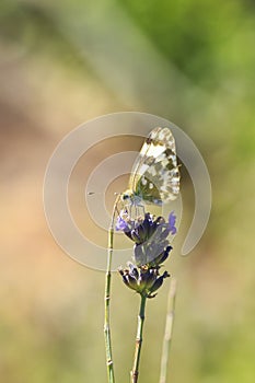 Eastern Bath white, Pontia edusa, butterfly pollinating in a meadow photo