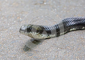 Closeup of Eastern Black Rat Snake