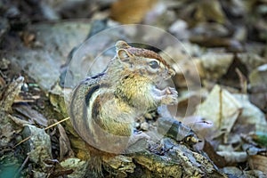 Closeup of an Eastern chipmunk eating a nut on a branch surrounded by fallen leaves