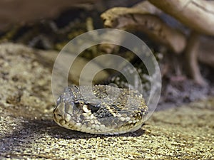 Closeup eastern diamondback rattlesnake