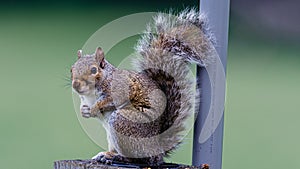 Closeup of an eastern gray squirrel standing on a cut tree trunk