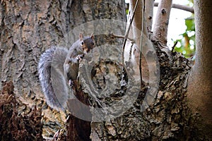 Closeup of an Eastern gray squirrel on a tree in a field with a blurry background