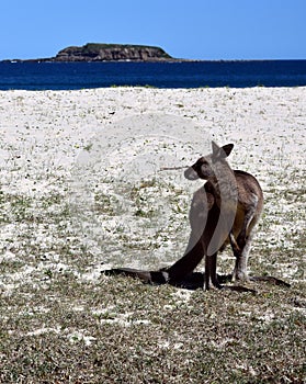 Closeup of Eastern Grey Kangaroo
