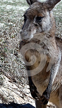 Closeup of Eastern Grey Kangaroo