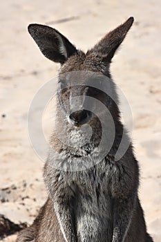 Closeup of Eastern Grey Kangaroo