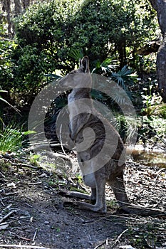 Closeup of Eastern Grey Kangaroo