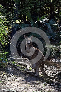 Closeup of Eastern Grey Kangaroo