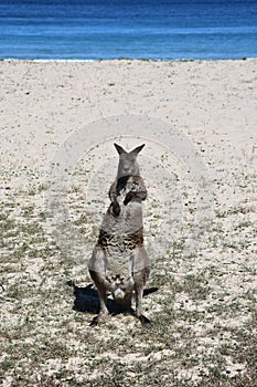 Closeup of Eastern Grey Kangaroo