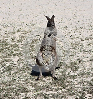 Closeup of Eastern Grey Kangaroo