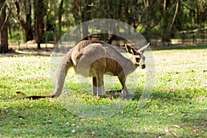 Closeup of an Eastern grey kangaroo in the Coombabah Park, Gold Coast, Australia photo